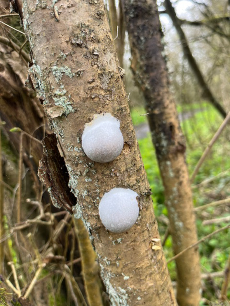 Photo © Phil Townsend Reticularia lycoperdon by Phil Townsend